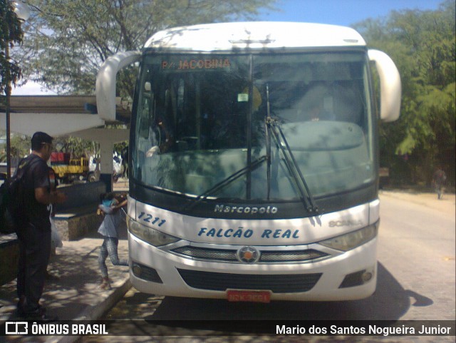 Falcão Real 1211 na cidade de Piritiba, Bahia, Brasil, por Mario dos Santos Nogueira Junior. Número da foto: #6401187.