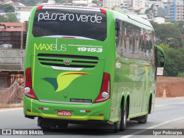 Pássaro Verde 19153 na cidade de Divinópolis, Minas Gerais, Brasil, por Igor Policarpo. Número da foto: #7137866.