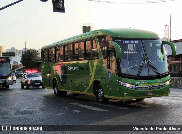 Pássaro Verde 1042 na cidade de Belo Horizonte, Minas Gerais, Brasil, por Vicente de Paulo Alves. Número da foto: #7146902.