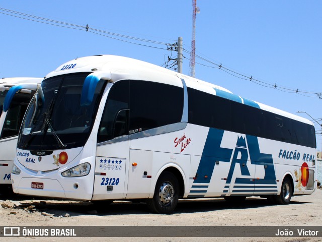 Falcão Real 23120 na cidade de Juazeiro, Bahia, Brasil, por João Victor. Número da foto: #7184402.
