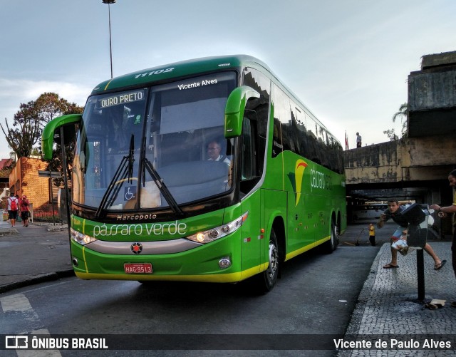 Pássaro Verde 11102 na cidade de Belo Horizonte, Minas Gerais, Brasil, por Vicente de Paulo Alves. Número da foto: #7194235.