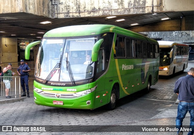 Pássaro Verde 11095 na cidade de Belo Horizonte, Minas Gerais, Brasil, por Vicente de Paulo Alves. Número da foto: #7197734.