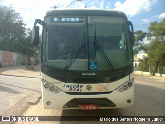 Falcão Real 1275 na cidade de Piritiba, Bahia, Brasil, por Mario dos Santos Nogueira Junior. ID da foto: 7200844.