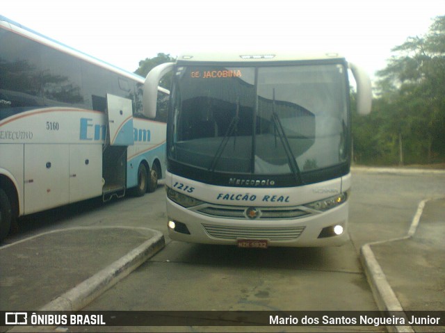 Falcão Real 1215 na cidade de Piritiba, Bahia, Brasil, por Mario dos Santos Nogueira Junior. Número da foto: #7212498.