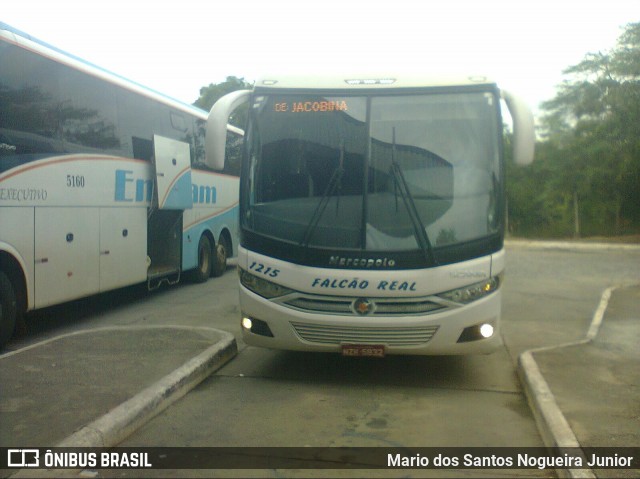 Falcão Real 1215 na cidade de Piritiba, Bahia, Brasil, por Mario dos Santos Nogueira Junior. ID da foto: 7212498.