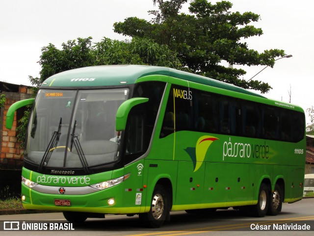 Pássaro Verde 11105 na cidade de Mariana, Minas Gerais, Brasil, por César Natividade. Número da foto: #7316762.