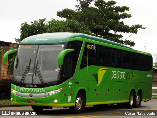 Pássaro Verde 11105 na cidade de Mariana, Minas Gerais, Brasil, por César Natividade. ID da foto: 7316762.