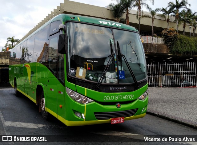 Pássaro Verde 19170 na cidade de Belo Horizonte, Minas Gerais, Brasil, por Vicente de Paulo Alves. ID da foto: 7320294.