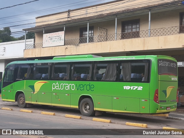 Pássaro Verde 19172 na cidade de Itabirito, Minas Gerais, Brasil, por Daniel Junior Sena. ID da foto: 7325298.