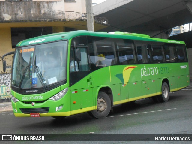 Pássaro Verde 19167 na cidade de Belo Horizonte, Minas Gerais, Brasil, por Hariel Bernades. ID da foto: 7326098.