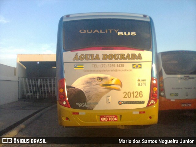 Águia Dourada 20126 na cidade de Tobias Barreto, Sergipe, Brasil, por Mario dos Santos Nogueira Junior. Número da foto: #7379499.