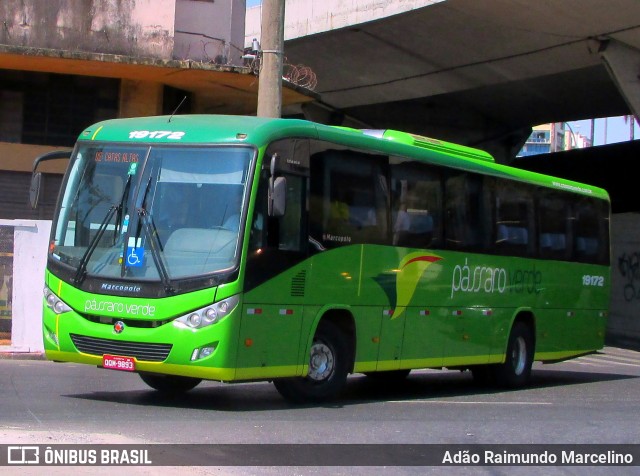 Pássaro Verde 19172 na cidade de Belo Horizonte, Minas Gerais, Brasil, por Adão Raimundo Marcelino. ID da foto: 7298392.