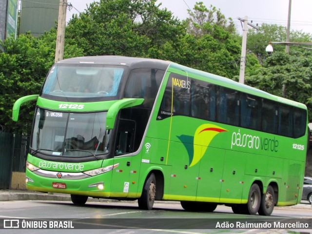 Pássaro Verde 12125 na cidade de Belo Horizonte, Minas Gerais, Brasil, por Adão Raimundo Marcelino. ID da foto: 6512328.