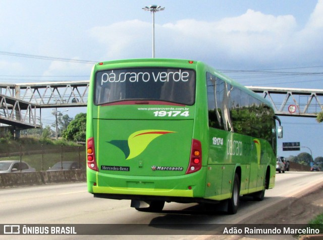 Pássaro Verde 19174 na cidade de Belo Horizonte, Minas Gerais, Brasil, por Adão Raimundo Marcelino. Número da foto: #6563932.