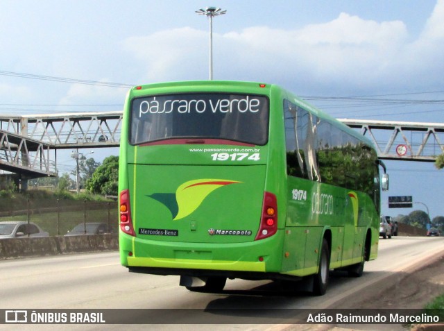 Pássaro Verde 19174 na cidade de Belo Horizonte, Minas Gerais, Brasil, por Adão Raimundo Marcelino. ID da foto: 6563932.