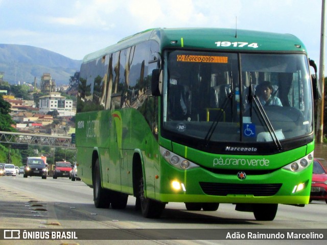Pássaro Verde 19174 na cidade de Belo Horizonte, Minas Gerais, Brasil, por Adão Raimundo Marcelino. Número da foto: #6563923.