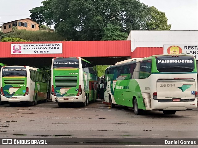 Pássaro Verde 29014 na cidade de Ouro Preto, Minas Gerais, Brasil, por Daniel Gomes. Número da foto: #6581363.