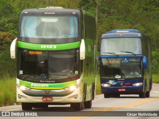 Pássaro Verde 12123 na cidade de Mariana, Minas Gerais, Brasil, por César Natividade. ID da foto: 6594657.