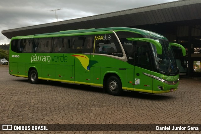 Pássaro Verde 19160 na cidade de Itabirito, Minas Gerais, Brasil, por Daniel Junior Sena. Número da foto: #6607556.