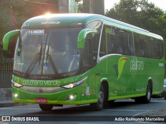 Pássaro Verde 19163 na cidade de Belo Horizonte, Minas Gerais, Brasil, por Adão Raimundo Marcelino. Número da foto: #6611382.