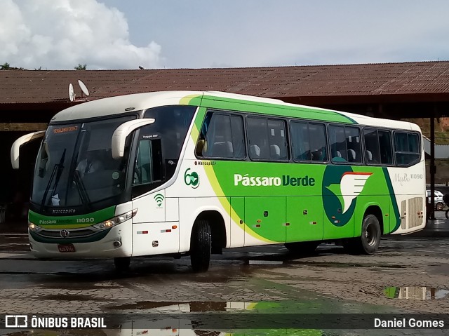 Pássaro Verde 11090 na cidade de Ouro Preto, Minas Gerais, Brasil, por Daniel Gomes. Número da foto: #6636899.