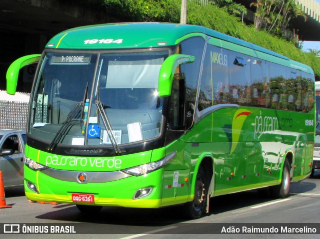 Pássaro Verde 19164 na cidade de Belo Horizonte, Minas Gerais, Brasil, por Adão Raimundo Marcelino. Número da foto: #6696456.