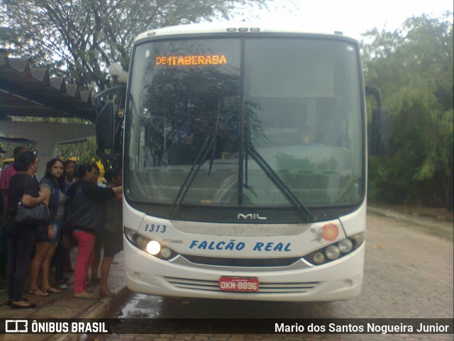 Falcão Real 1313 na cidade de Piritiba, Bahia, Brasil, por Mario dos Santos Nogueira Junior. Número da foto: #6727503.