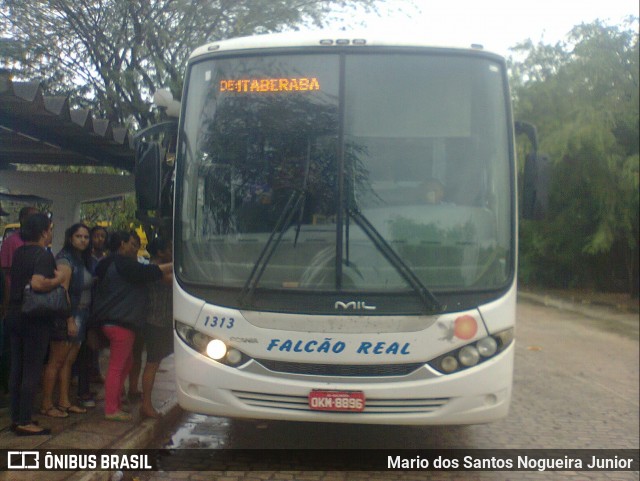 Falcão Real 1313 na cidade de Piritiba, Bahia, Brasil, por Mario dos Santos Nogueira Junior. ID da foto: 6727503.