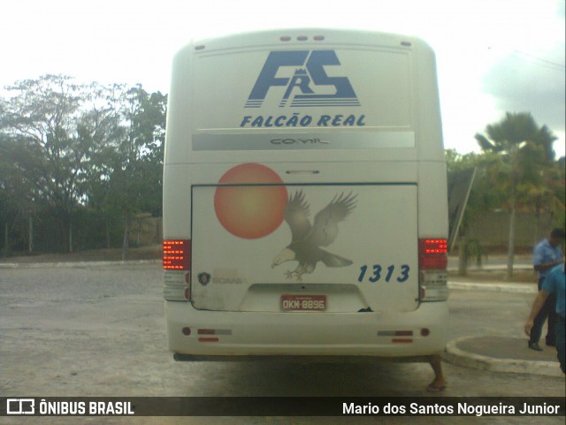 Falcão Real 1313 na cidade de Piritiba, Bahia, Brasil, por Mario dos Santos Nogueira Junior. ID da foto: 6735776.