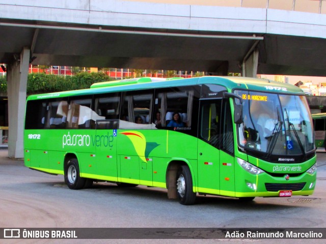 Pássaro Verde 19172 na cidade de Belo Horizonte, Minas Gerais, Brasil, por Adão Raimundo Marcelino. Número da foto: #6709505.