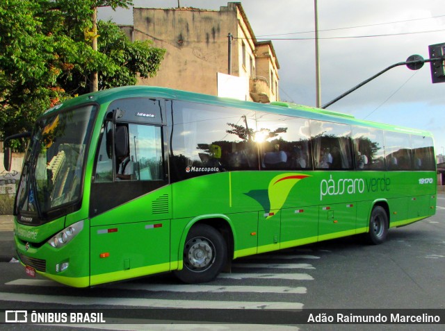 Pássaro Verde 19170 na cidade de Belo Horizonte, Minas Gerais, Brasil, por Adão Raimundo Marcelino. Número da foto: #6709482.