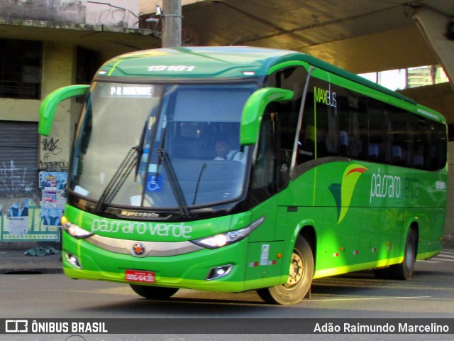 Pássaro Verde 19161 na cidade de Belo Horizonte, Minas Gerais, Brasil, por Adão Raimundo Marcelino. Número da foto: #6709492.