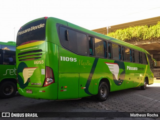 Pássaro Verde 11095 na cidade de Belo Horizonte, Minas Gerais, Brasil, por Matheus Rocha. ID da foto: 6717526.