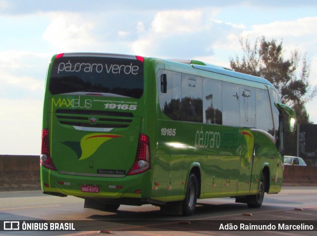 Pássaro Verde 19165 na cidade de Belo Horizonte, Minas Gerais, Brasil, por Adão Raimundo Marcelino. ID da foto: 6815099.