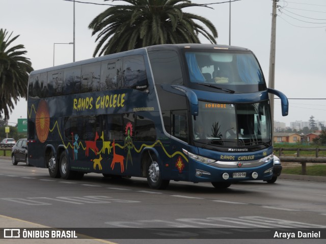 Ramos Cholele  na cidade de La Serena, Elqui, Coquimbo, Chile, por Araya Daniel . ID da foto: 6782977.