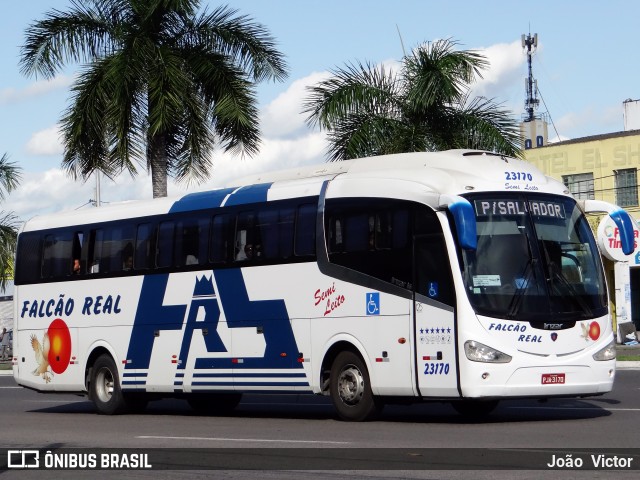 Falcão Real 23170 na cidade de Feira de Santana, Bahia, Brasil, por João Victor. ID da foto: 6904779.