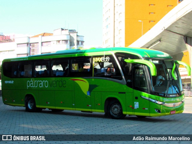 Pássaro Verde 19162 na cidade de Belo Horizonte, Minas Gerais, Brasil, por Adão Raimundo Marcelino. ID da foto: 6859102.