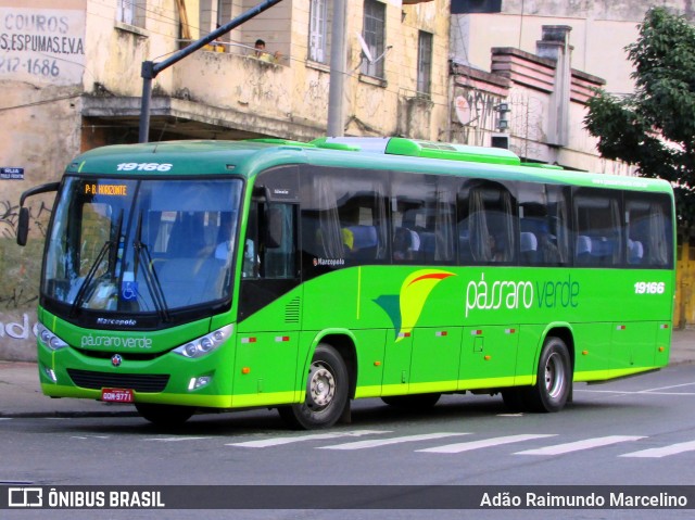 Pássaro Verde 19166 na cidade de Belo Horizonte, Minas Gerais, Brasil, por Adão Raimundo Marcelino. ID da foto: 6859114.