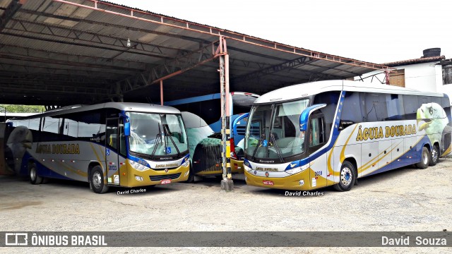 Águia Dourada 2039 na cidade de Aracaju, Sergipe, Brasil, por David  Souza. Número da foto: #6971843.