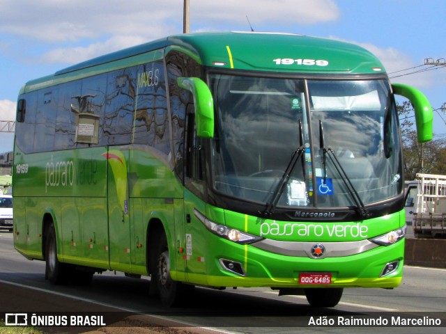 Pássaro Verde 19159 na cidade de Belo Horizonte, Minas Gerais, Brasil, por Adão Raimundo Marcelino. Número da foto: #7005715.
