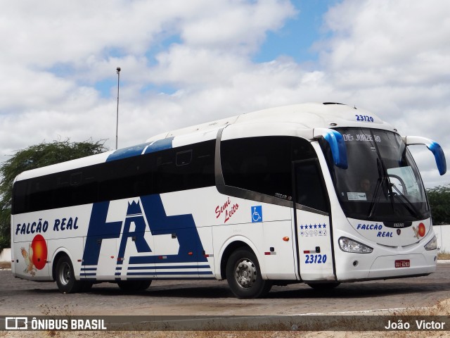 Falcão Real 23120 na cidade de Juazeiro, Bahia, Brasil, por João Victor. ID da foto: 7017156.