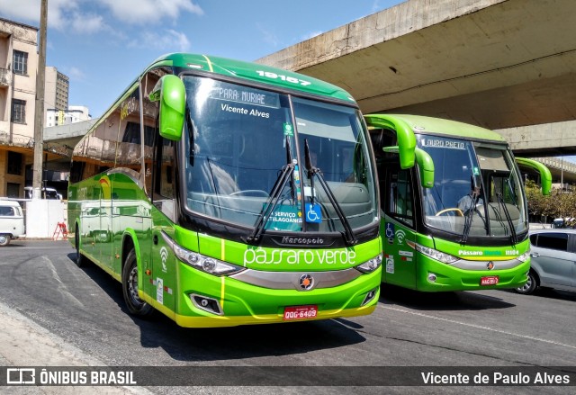 Pássaro Verde 19157 na cidade de Belo Horizonte, Minas Gerais, Brasil, por Vicente de Paulo Alves. ID da foto: 7068990.