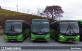 Pássaro Verde 15140 na cidade de Viçosa, Minas Gerais, Brasil, por Luis Soares. Número da foto: #:id.
