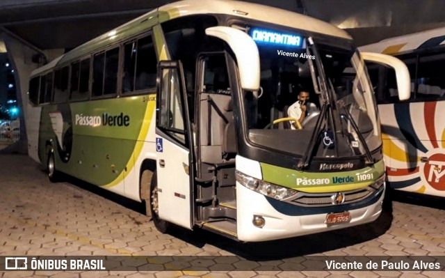 Pássaro Verde 11091 na cidade de Belo Horizonte, Minas Gerais, Brasil, por Vicente de Paulo Alves. Número da foto: #7090160.