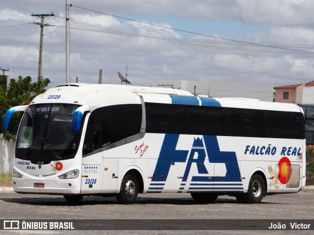 Falcão Real 23120 na cidade de Juazeiro, Bahia, Brasil, por João Victor. Número da foto: #7042315.